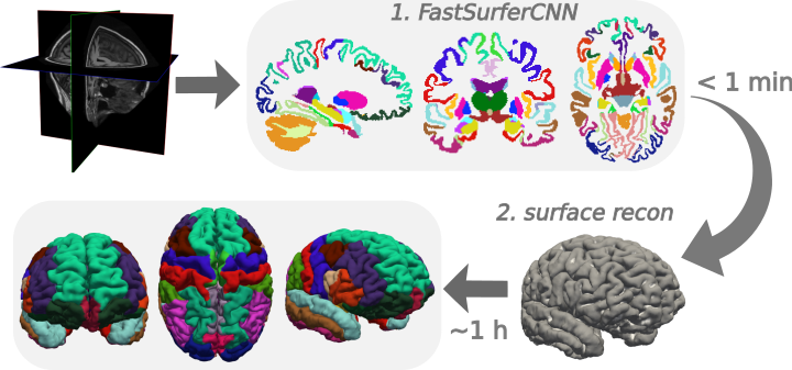 human brain mapping labels